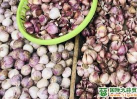 昆明：紫皮香蒜優(yōu)質優(yōu)價 ()