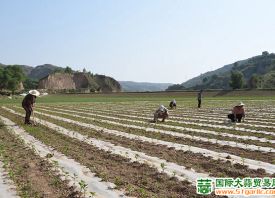 石樓縣：蔬菜規(guī)范種植促增收 ()