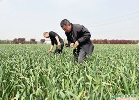 保定博野：“小蒜頭”打造“大產業(yè)” ()